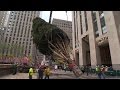 NYC's Rockefeller Center recevives traditional Christmas tree