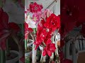 Amaryllis Tour