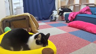 下界の大福の様子ライブ配信　  #ライブ配信 #猫 #cat