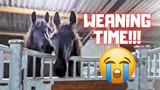 Weaning time!! I hate this but it's better this way... | Reintje says hi! | Friesian Horses