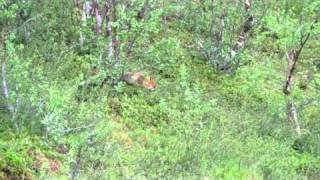 A wild fox  near Kiruna. Visit www.kexp.se