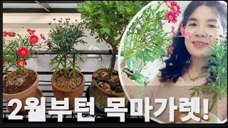 [250122]  목마가렛 잘 골라 건강하게 키우기 #초급자분들이 주의해야 할 포인트♡