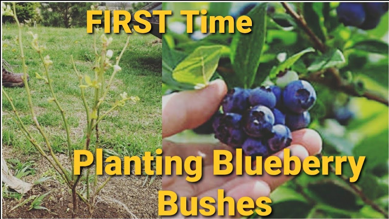 Is Planting Blueberry Bushes For The First Time - YouTube