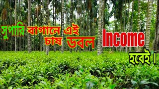 ডুয়েল চাষ চা পাতা এবং সুপারি ।      ডবল ইনকাম এবং চা গাছের চারা করার টিপস#allindianature\u0026farming