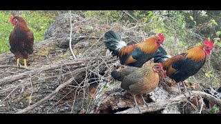 Red Junglefowls Diego and Easter Egger chickens living free protected by 4 coonhounds