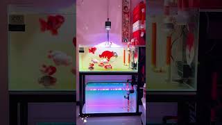 Relax and Unwind with a Beautiful Ranchu Aquarium  #aquarium  #aquascape #ranchu_goldfish  #fishtank