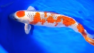 Koi Collecting in Japan 5 of 7 – Rare Red Koi