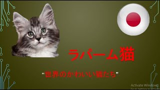 #ラパーム猫　\