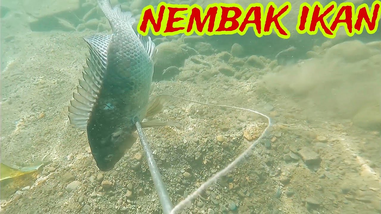 Spearfishing Nembak Ikan @Kokokbelukireng - YouTube