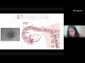 dr. shruti webinar craniofacial development and disorders