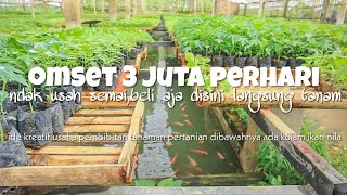 turnover of millions of rupiah !! horticultural plant nurseries