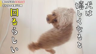 犬は嬉しくなると回るらしい【トイプードル】【可愛い】