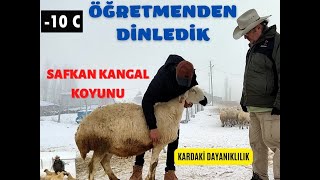 KANGAL KOYUNUNU ÖĞRETMENDEN DİNLEDİK | KANGAL KOYUNU 2 | SİVAS