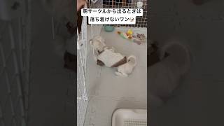 毎朝サークルから出る前の「待て」は落ち着きがない🤣生後4ヶ月のマルチーズ #shorts #子犬 #パピー #マルチーズ #待て