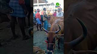 இன்று நடைபெற்ற மேலப்பாளையம் மாட்டு சந்தை.. #bull #farmer #cow