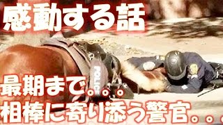 路上に横たわる相棒　最期の瞬間まで寄り添った警察官 相互登録 【感動する話】【涙腺崩壊】