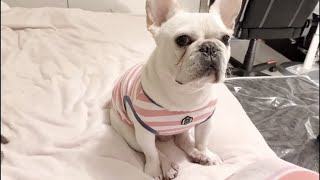 小さいおじさんがくつろいでいたので話しかけてみたｗｗ #手足足手 【フレンチブルドッグ frenchbulldog】