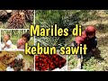 KERJA DI KEBUN SAWIT MARILES MARI MELELES