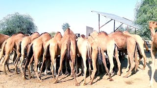 600 Camels Are drinking Water together|Amazing Camels in Desert|600 جمل يشربون الماء معًا