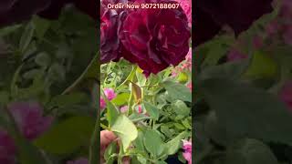 Black താമര  rose എത്തിപ്പോയെ /Black lotus Rose