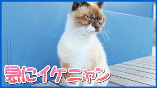 【野良猫 地域猫】もぐもぐタイムからの毛づくろい