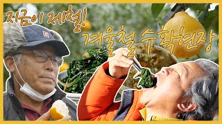 ☃지금이 제철! 겨울철 수확현장| 생생투데이 사람과 세상 (KBS 2021.02.09 화 방송)