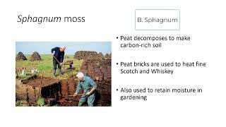 Lecture 11  Early Plants  Bryophytes and Monilophytes