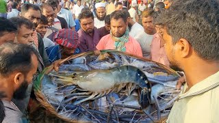 পদ্মার বড় বড় সাইজের  ডিমওয়ালা চিংড়ি মাছ কত টাকা বিক্রি হলো দেখুন | padma prawn fish | dn Eyes