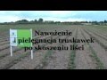 Nawożenie i pielęgnacja truskawek po skoszeniu liści