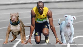 Sila ang mga asong mas mabilis pa kay Usain BOLT!