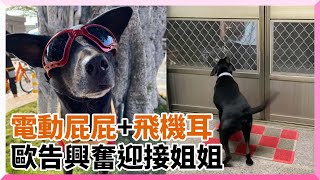 黑狗「電臀＋飛機耳」興奮迎接姐姐回家｜寵物動物｜狗狗｜歐告｜萌寵｜熱情｜精選影片