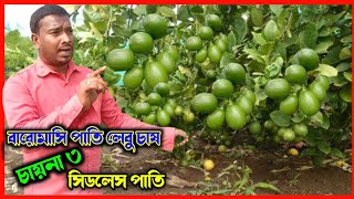 China 3 Seedless Lemon চায়না ৩ বিজবিহিন পাতি লেবু চাষের পদ্ধতি seedless lemon farming