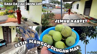 Jemur Karpet Yang Di Cuci Semalam 😉✌️ Petik Mangga Muda Dengan Mak 😁🥭