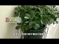 夏天如何养玉树