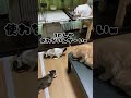 猫の部屋の猫のケージ掃除 shorts cat 保護猫 memes ショート