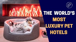 Exclusive Tours of the World’s Pet Hotels || The World's Most Luxury Pets Hotel