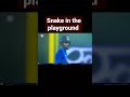 snake in the playground| Ind vs aus T20 match 😱