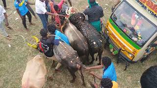 💥ஊர்க்குளத்தான்பட்டி மஞ்சுவிரட்டு 2024💥 சீறி பாய்ந்த காளைகள்💥🔥👑🥰💥