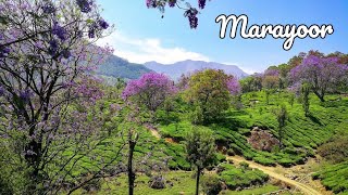 Marayoor Tour Package | Marayoor Honeymoon Package | Marayoor Vacation Package | Explore Marayoor.