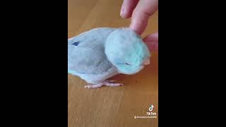 【マメルリハ】毎日マッサージに来るラリマーちゃん #マメルリハインコ #インコ #マッサージ #癒し #parrotlet