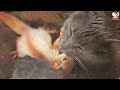 a cat adopted and raised baby squirrels after they lost their mother