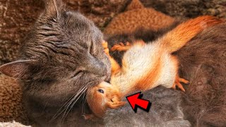 A cat adopted and raised baby squirrels after they lost their mother