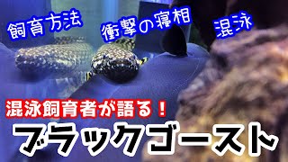 【衝撃の姿】はじめてのブラックゴースト飼育！餌は？混泳は？ / How to blackghost breeding!!