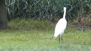 Chuck's Backyard #5~Great White Egret