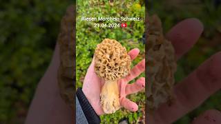 Riesen Morcheln Schweiz 21.04.2024 🇨🇭🍄 #morchella #morcheln #morels #morel #morilles #suisse #pilze