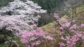 多摩森林科学園Apr9､2017