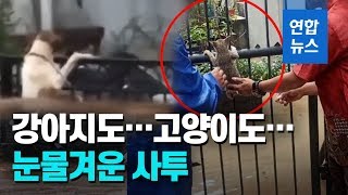 인도네시아 폭우·홍수…강아지·고양이도 눈물겨운 사투 / 연합뉴스 (Yonhapnews)