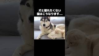 犬と離れたくない猫はこうなります。笑#shorts