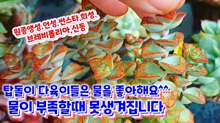 탑돌이 다육이는 물을 좋아해요~ 이렇게 물주기 시작하세요 ㅎ 물이 부족하면 못생겨집니다