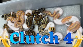 Ball Python Clutch 4 Update